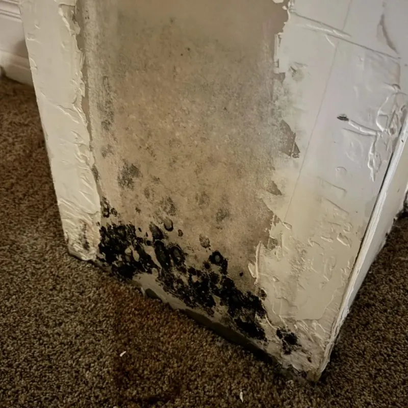 Professional Mold Removal in Freer, TX